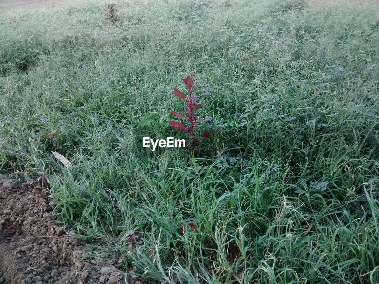 HIGH ANGLE VIEW OF PLANT ON FIELD