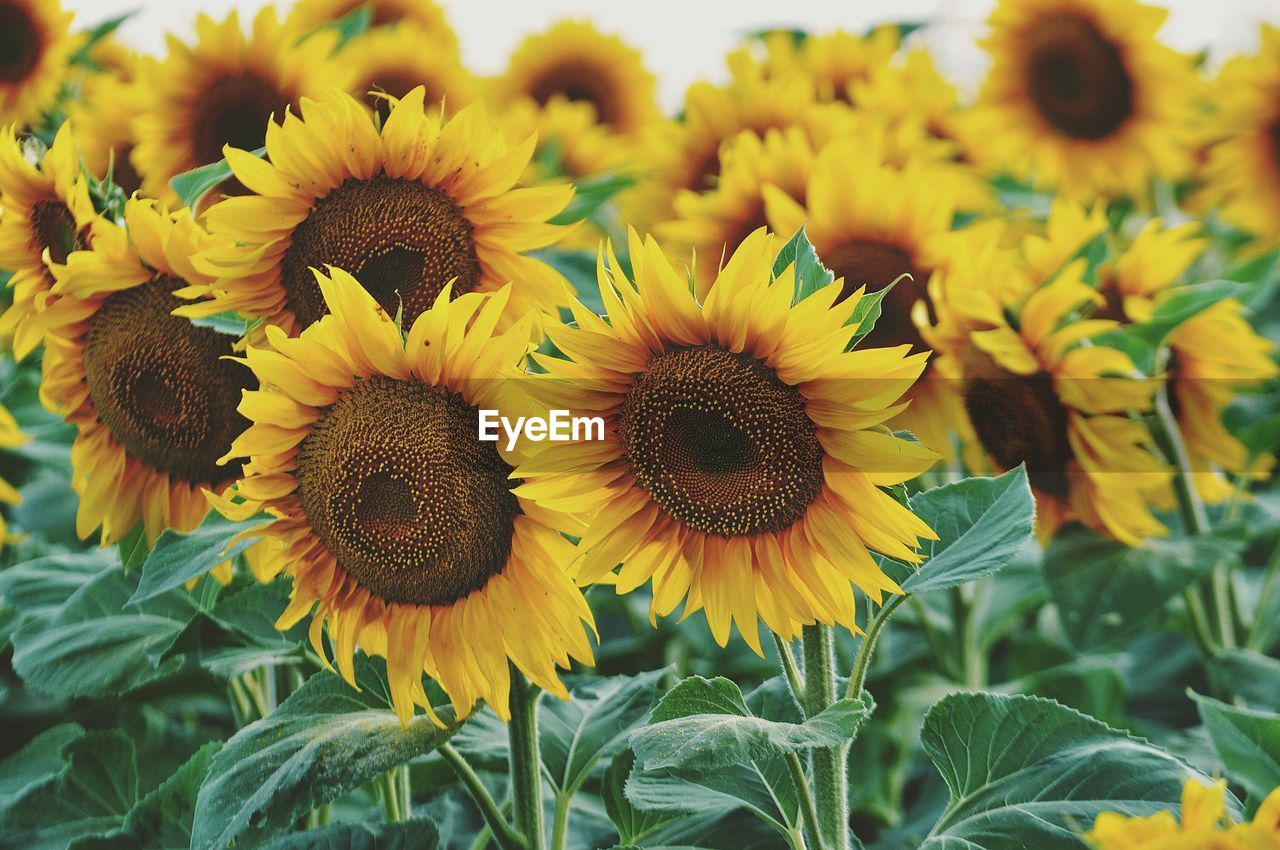 Close-up of sunflowers growing on field