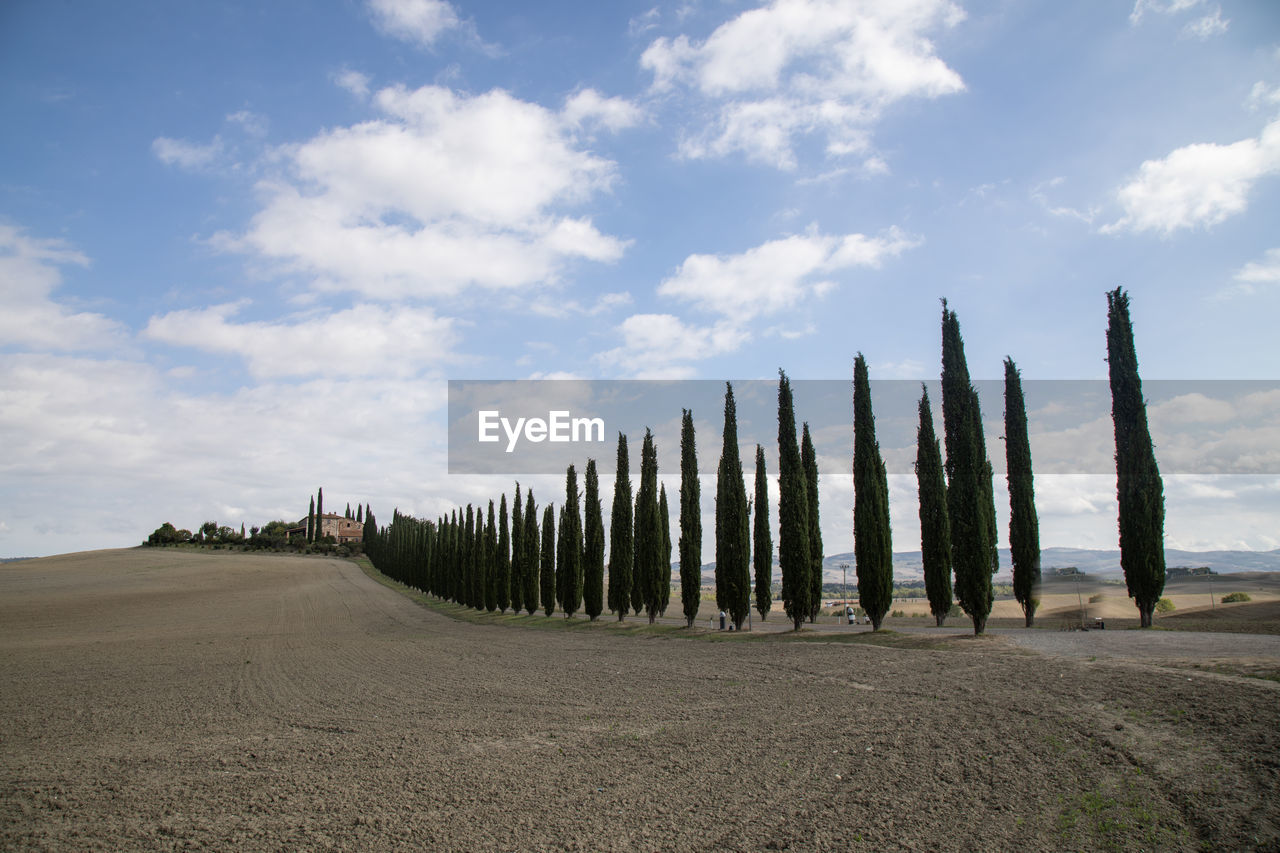 PANORAMIC SHOT OF ROAD AMIDST TREES AGAINST SKY