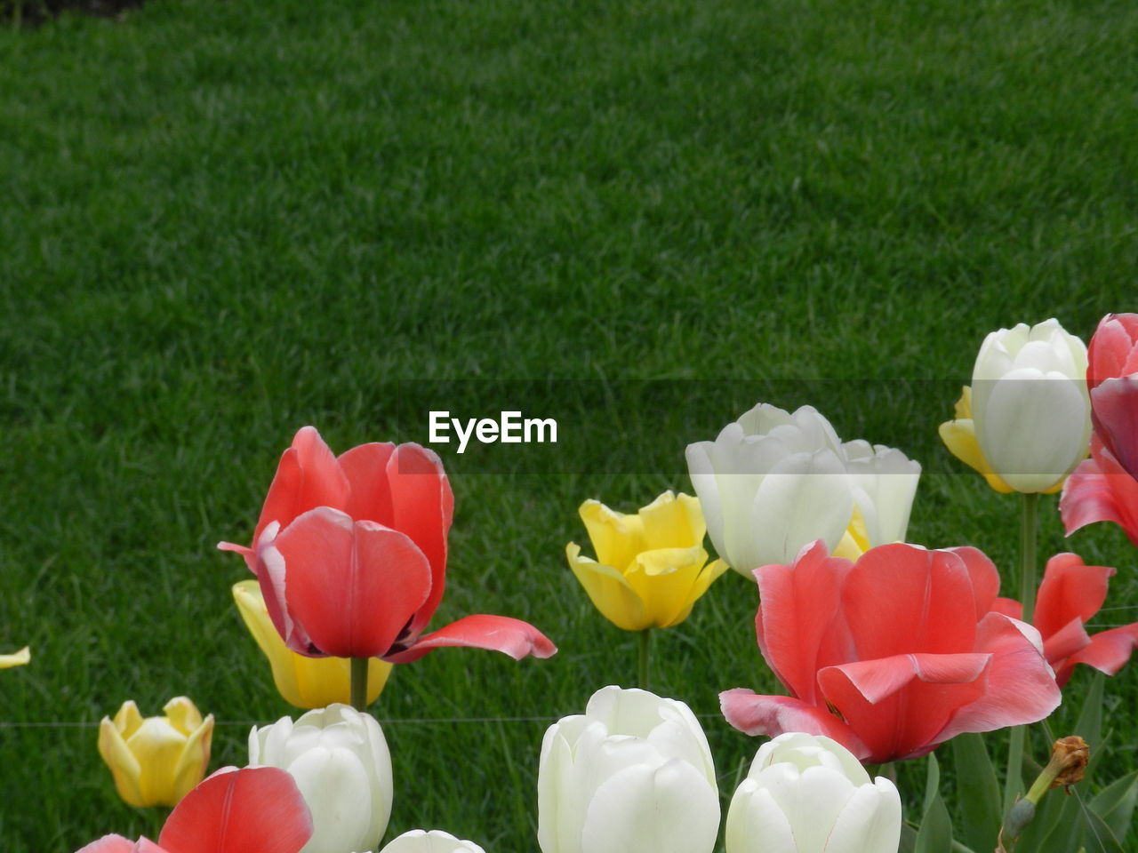 CLOSE-UP OF TULIPS ON FIELD BY LAND