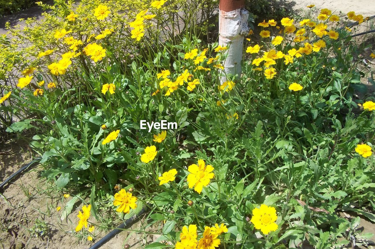 YELLOW FLOWERS BLOOMING ON FIELD