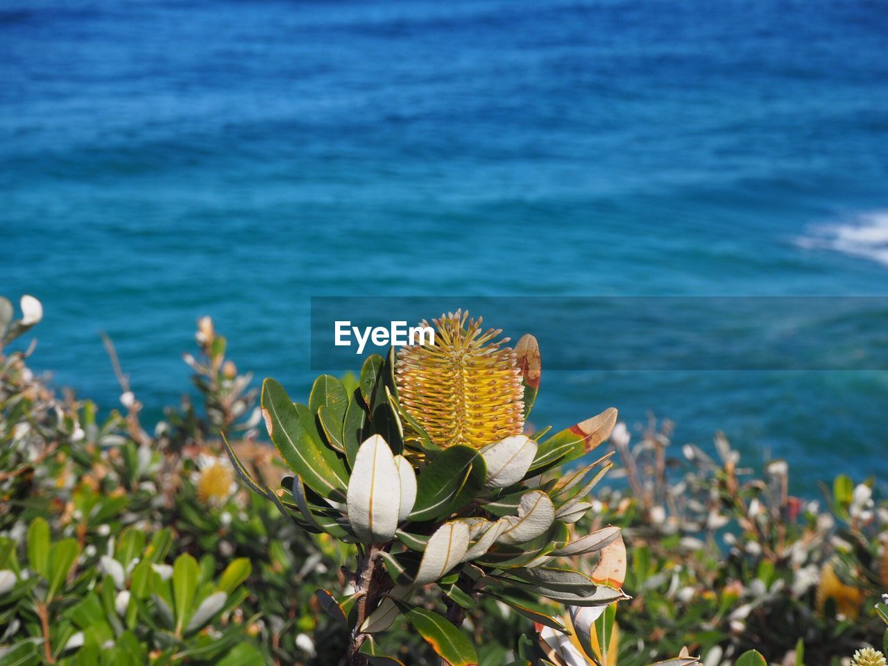 Close-up of yellow flowers blooming by sea