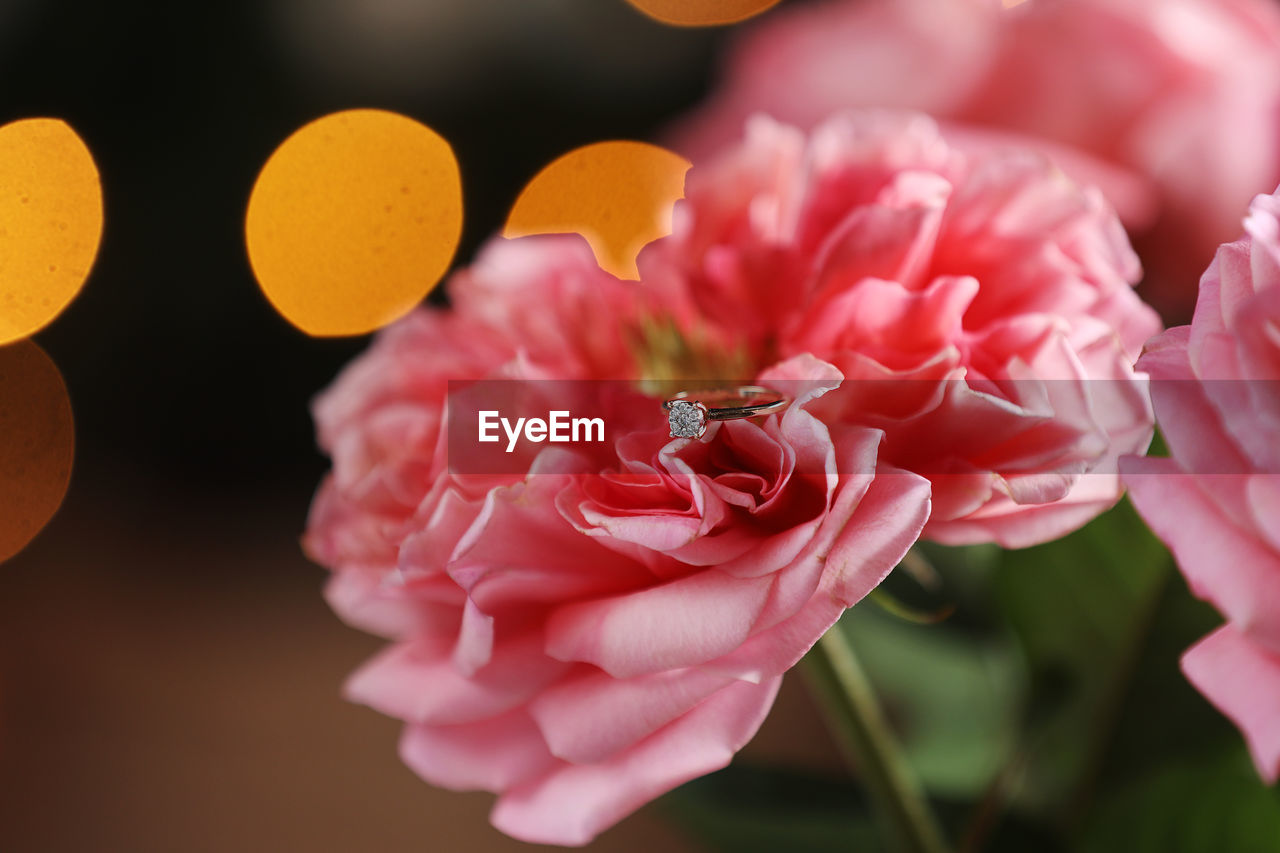 close-up of bee on flower