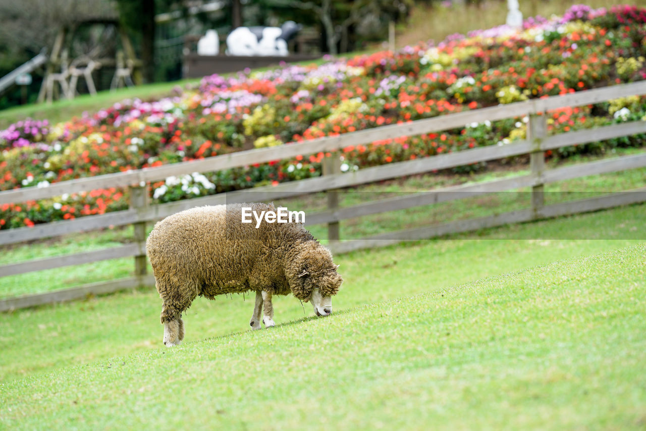 View of an sheep on field