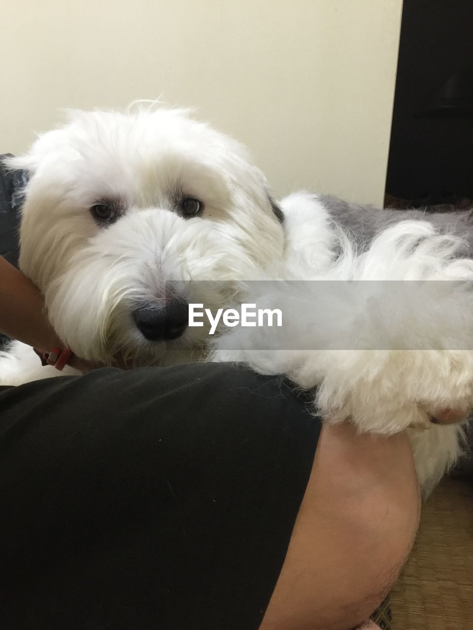 CLOSE-UP PORTRAIT OF PUPPY