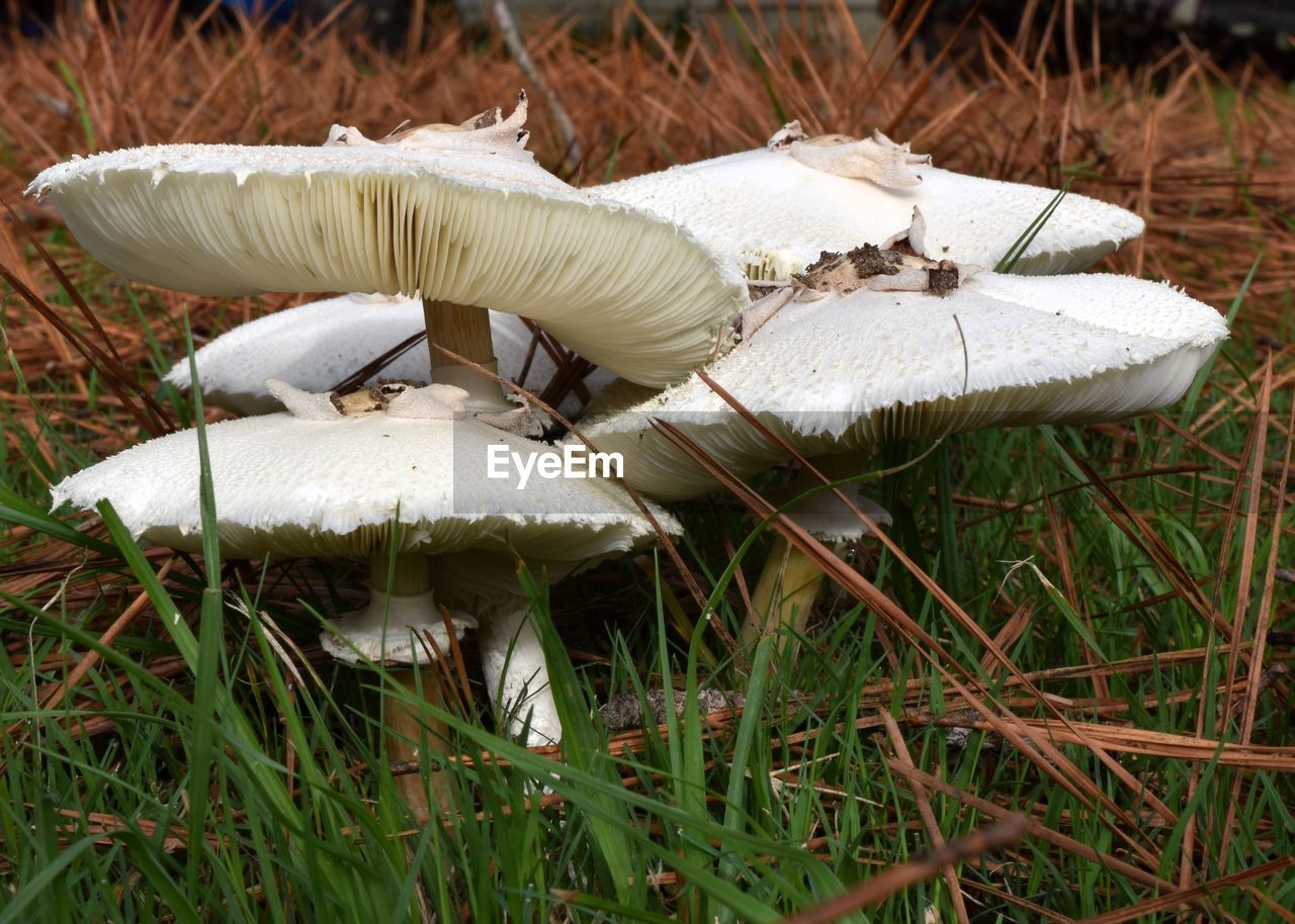 Close-up of mushroom on grass