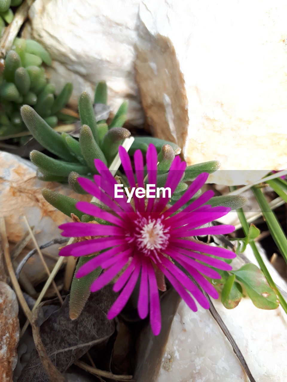 CLOSE-UP OF FLOWERS