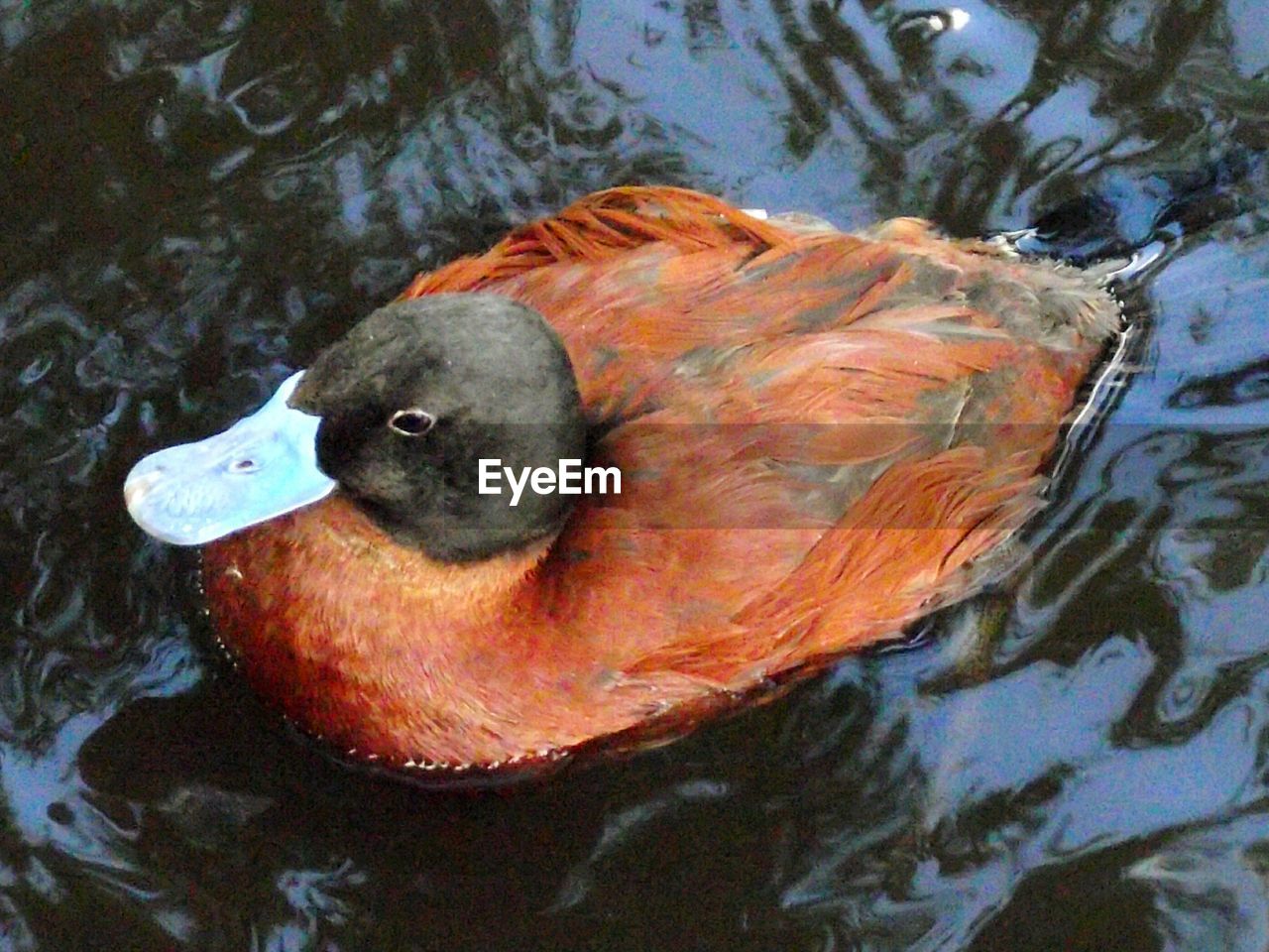 water, animal themes, lake, animals in the wild, waterfront, one animal, swimming, high angle view, no people, animal wildlife, rippled, day, nature, outdoors, bird, close-up, beak, floating on water