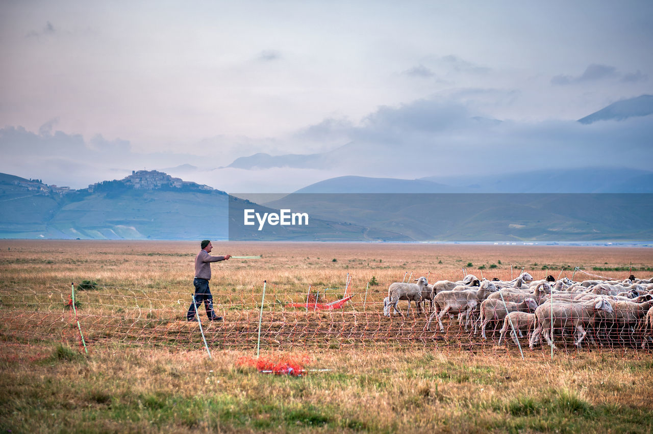 Shepherd walking with sheep on field against mountains