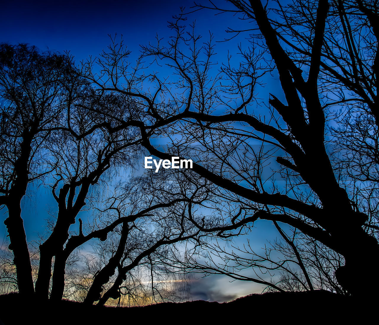 LOW ANGLE VIEW OF SILHOUETTE BARE TREE AGAINST SKY