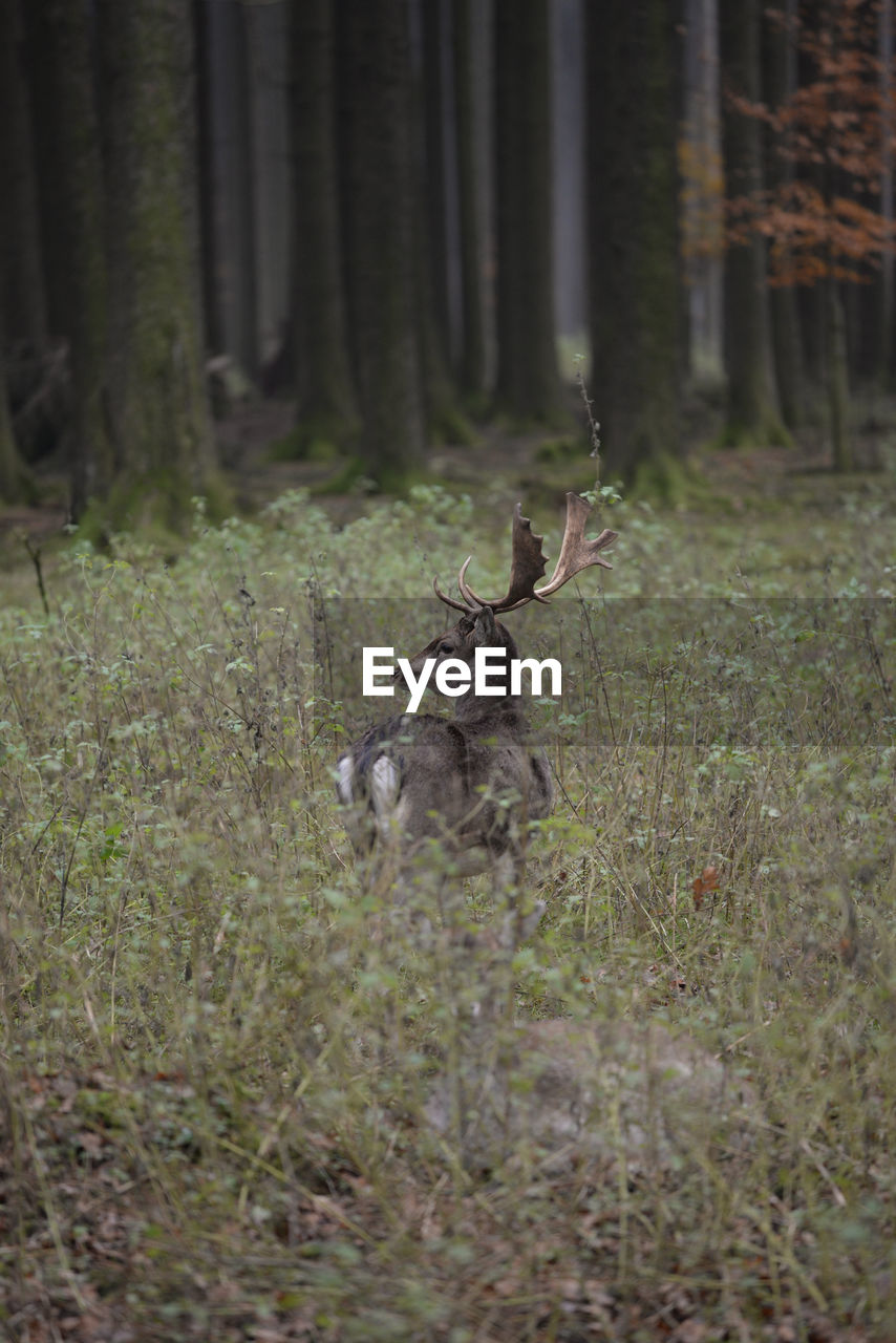 Deer walking amidst plants