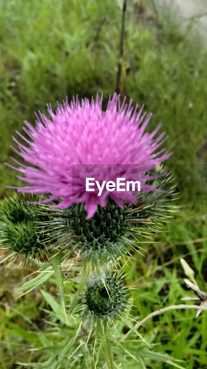 CLOSE-UP OF THISTLE BLOOMING ON FIELD