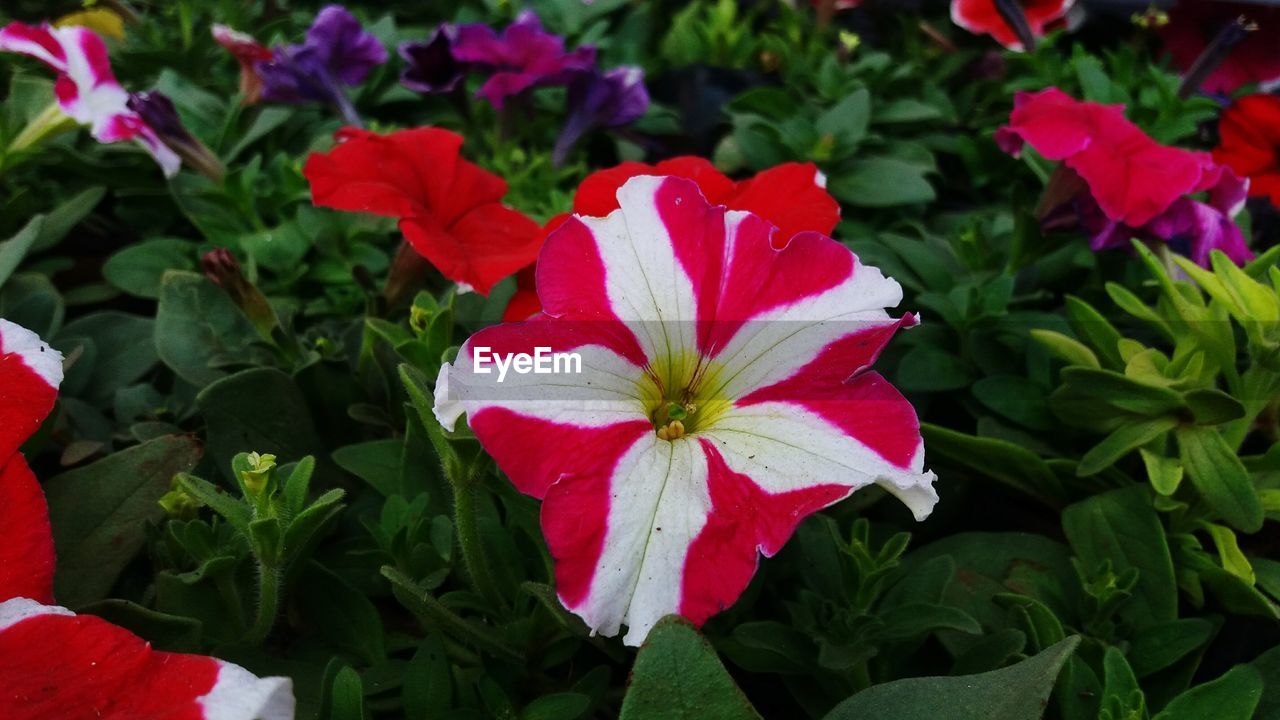 CLOSE-UP OF RED FLOWER BLOOMING IN PLANT