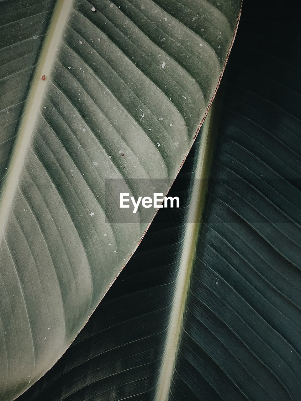 Full frame shot of green leaves