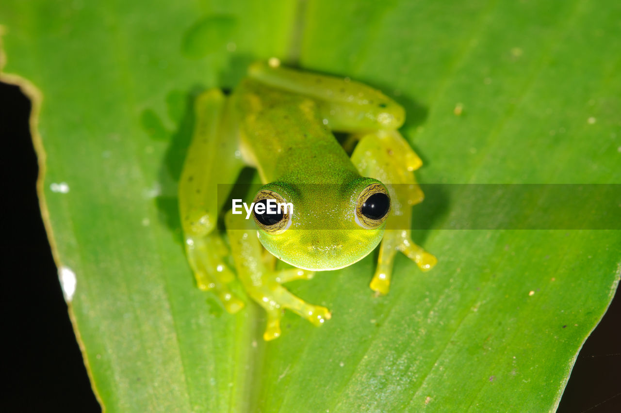 Close-up portrait of frog on leaf