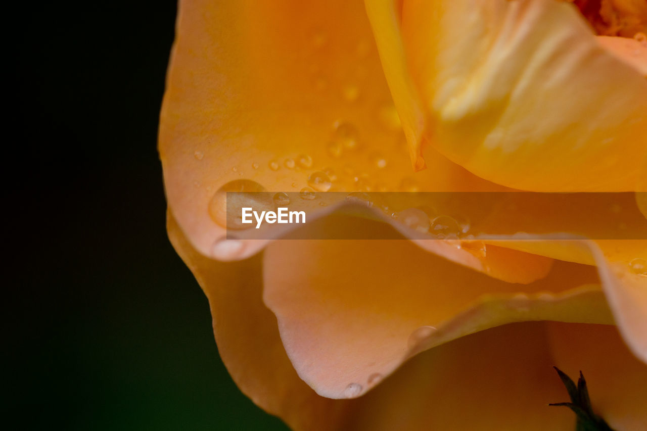 CLOSE-UP OF WATER DROPS ON YELLOW ROSE FLOWER