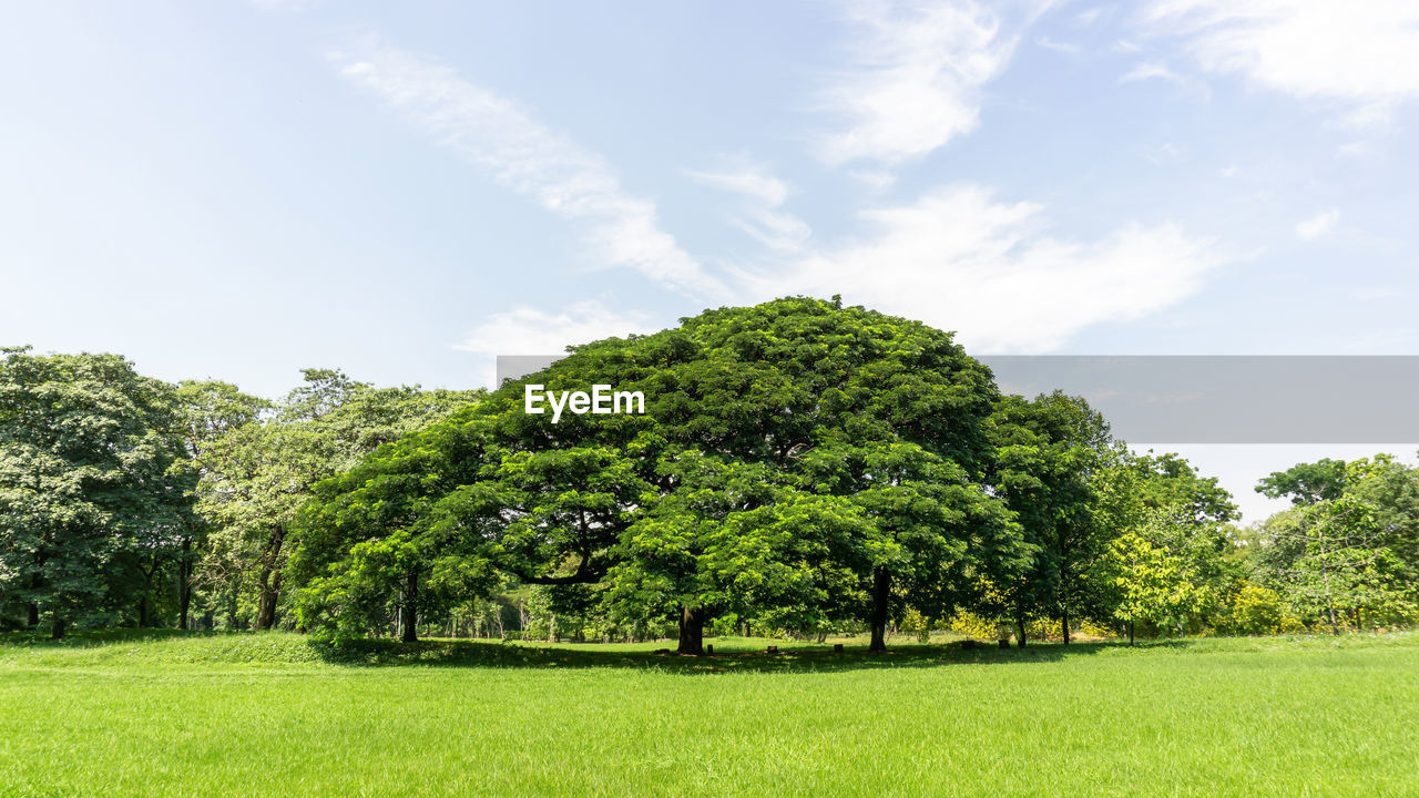 The greenery leaves branches of big rain tree sprawling cover on green grass lawn under blue sky 