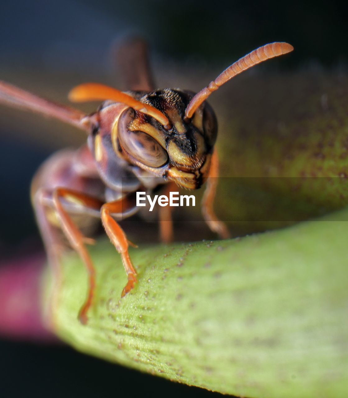 Close-up of insect on plant