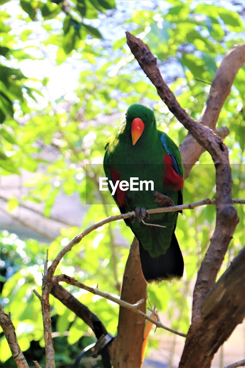 LOW ANGLE VIEW OF BIRD PERCHING ON BRANCH