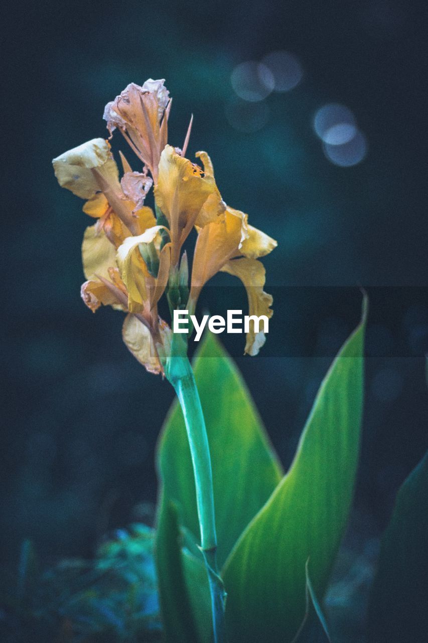 Close-up of flowers against blurred background