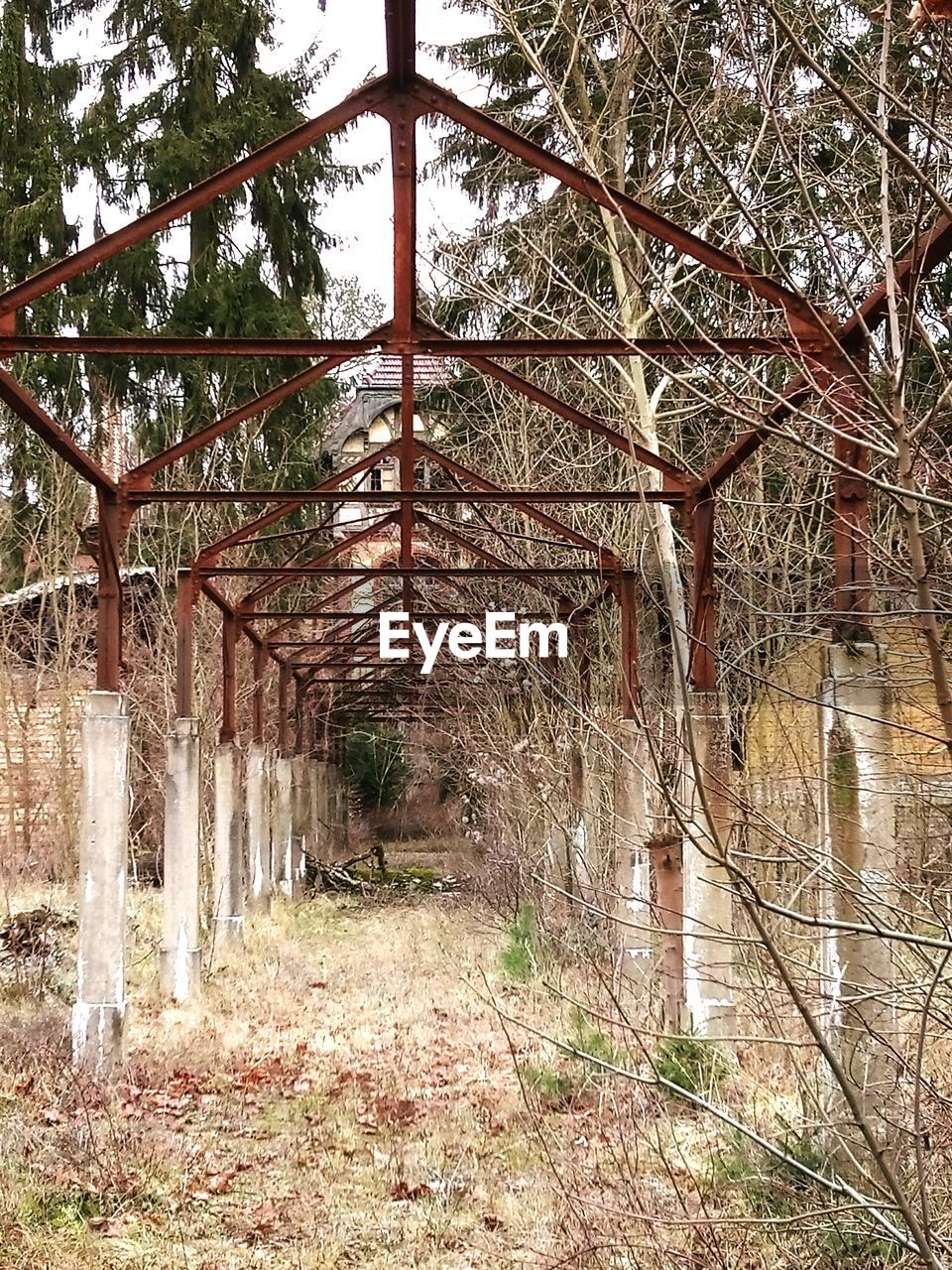 View of bare trees in forest