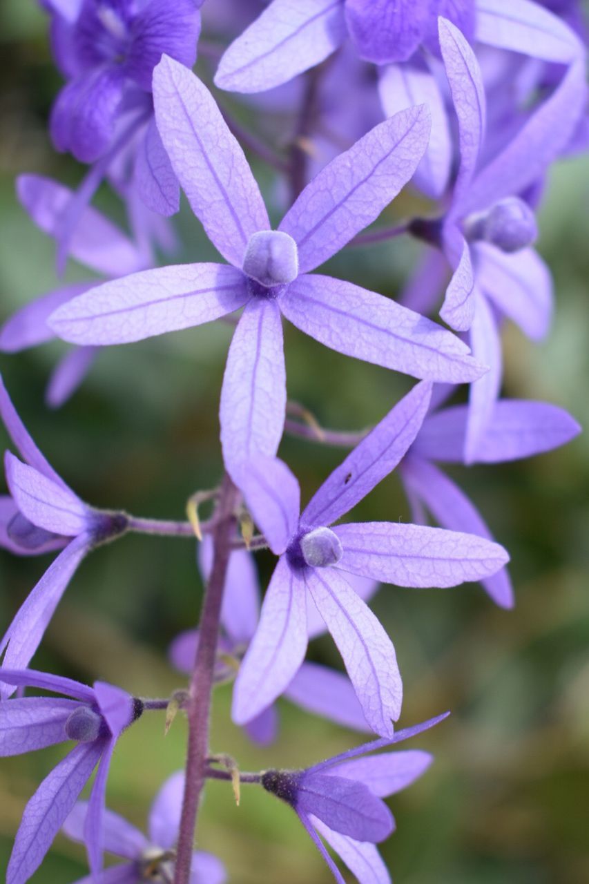 Close-up of purple flowers blooming outdoors