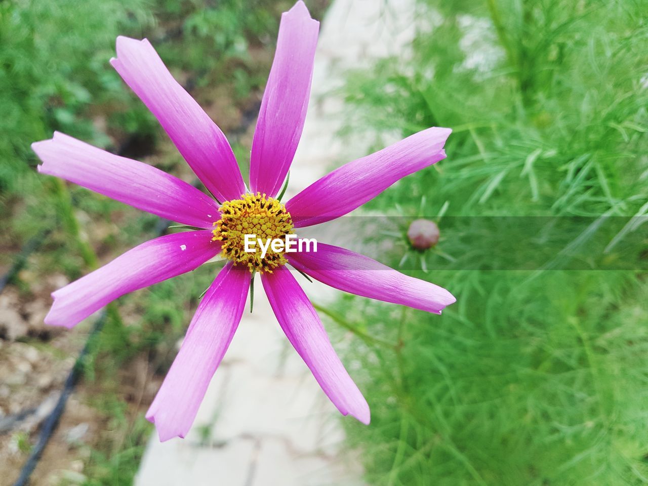 Close-up of flower blooming outdoors