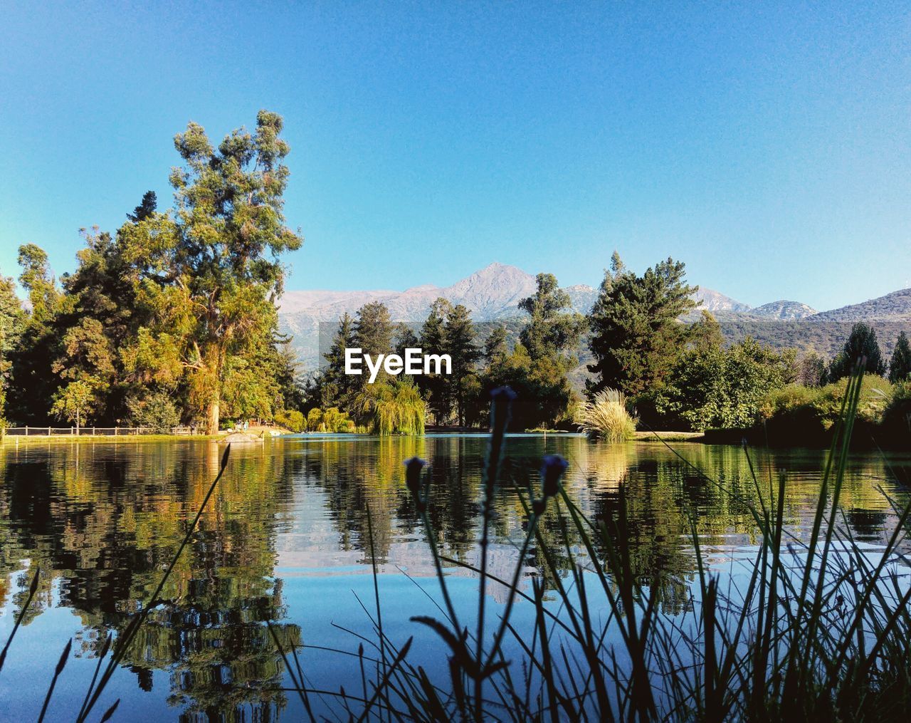 Reflection of trees in calm lake