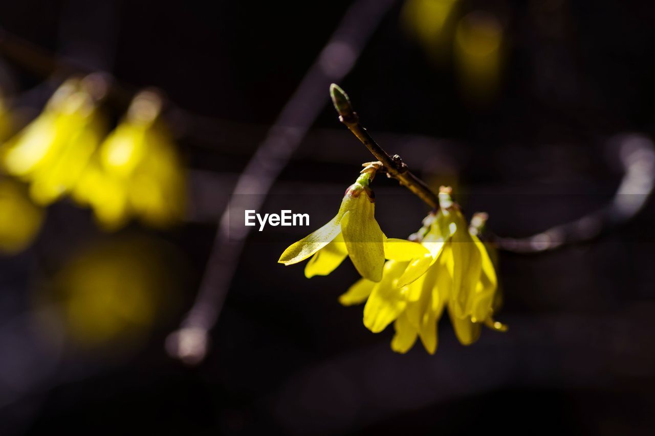 yellow, flower, flowering plant, plant, macro photography, beauty in nature, leaf, freshness, close-up, nature, fragility, focus on foreground, sunlight, green, petal, no people, flower head, light, outdoors, blossom, growth, inflorescence, branch, selective focus, springtime