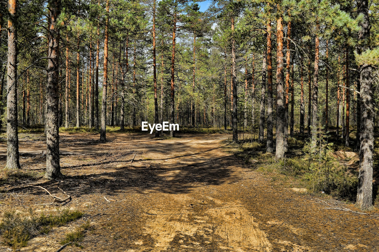 TREES IN FOREST