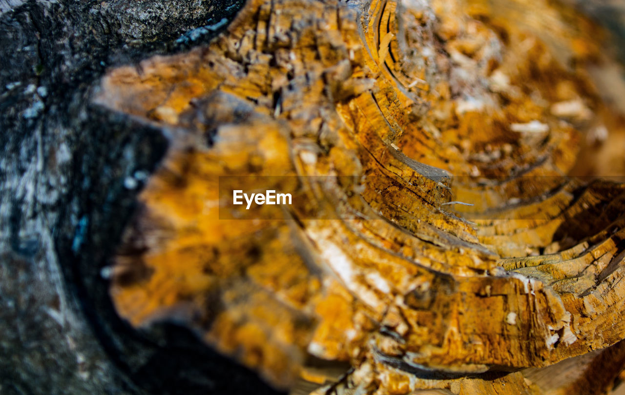 Close-up of lichen on tree trunk