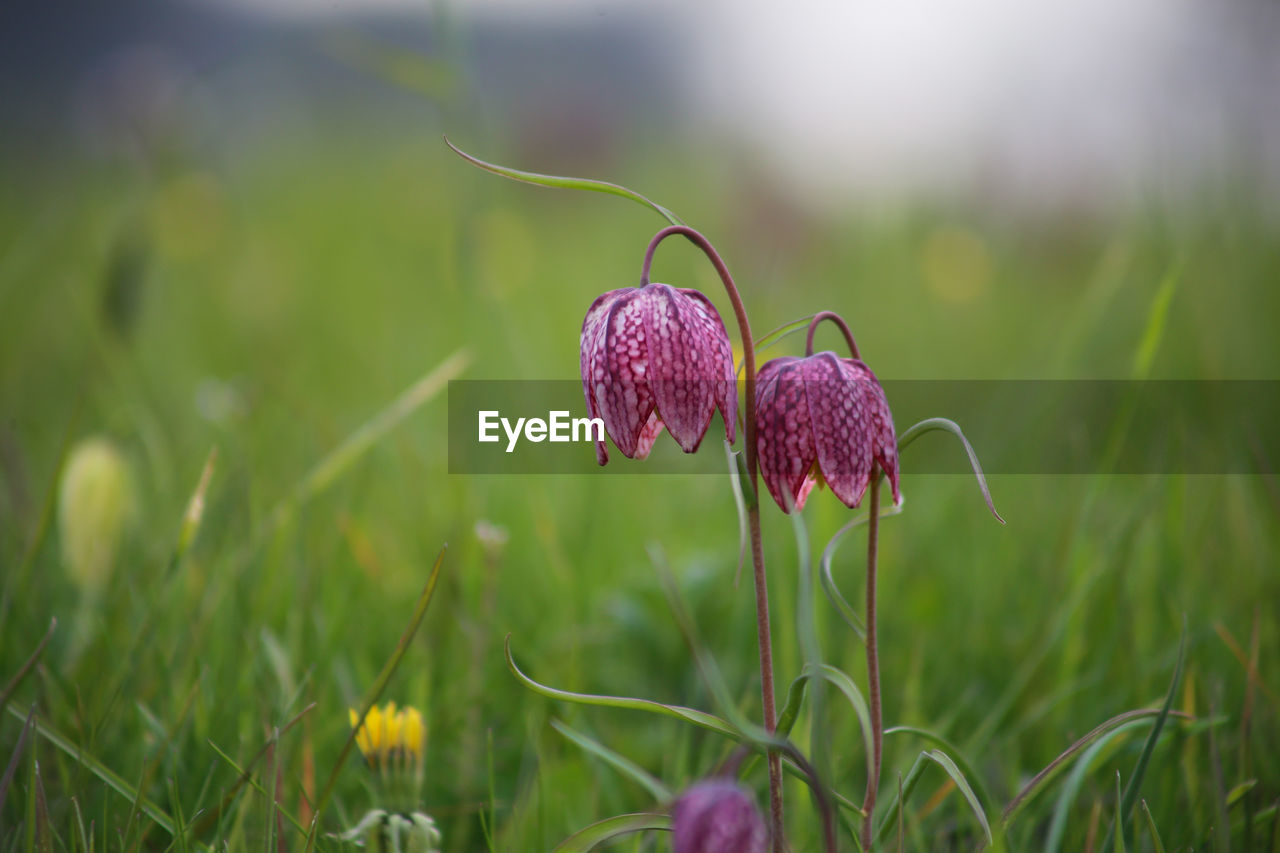 Snake's head fritillary fritillaria meleagris close-up view growing in field