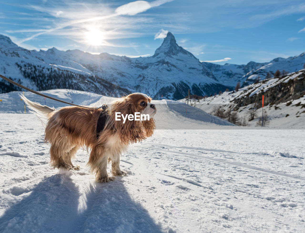 VIEW OF A DOG ON SNOW COVERED MOUNTAIN