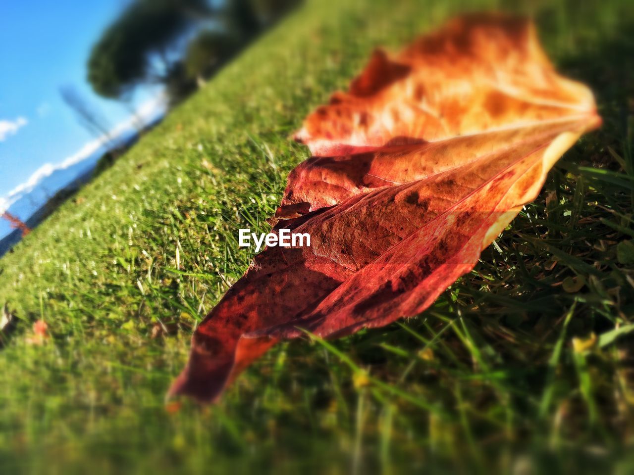 Close-up of dry leaf on grass at park