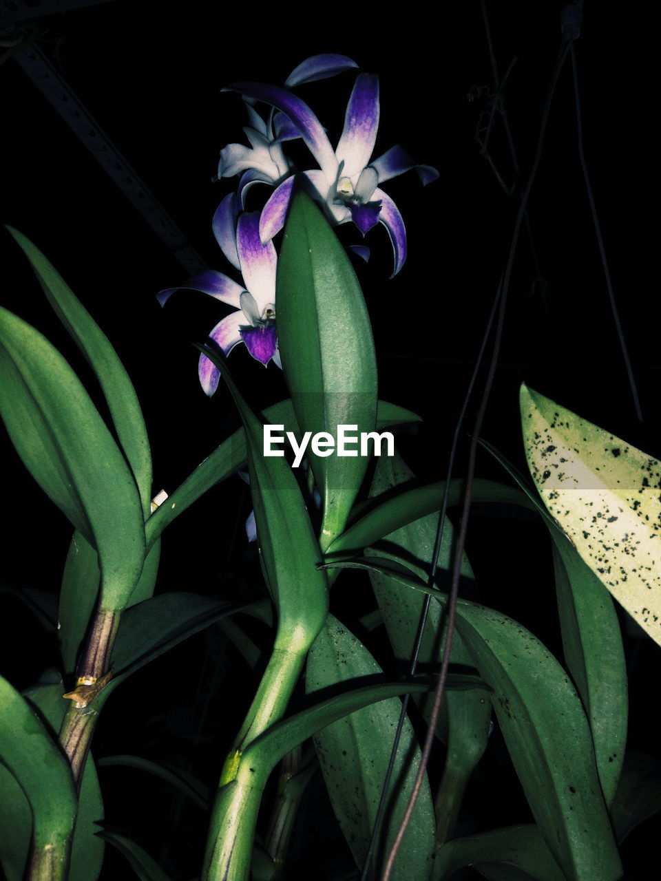 CLOSE-UP OF PURPLE FLOWER PLANT