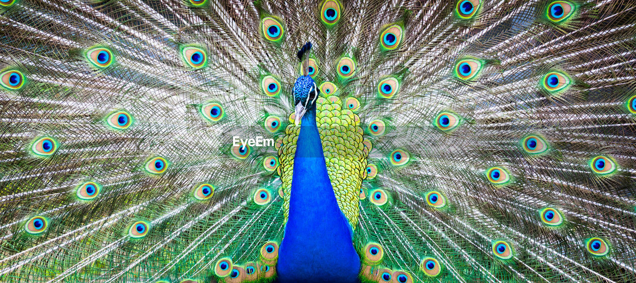 high angle view of peacock