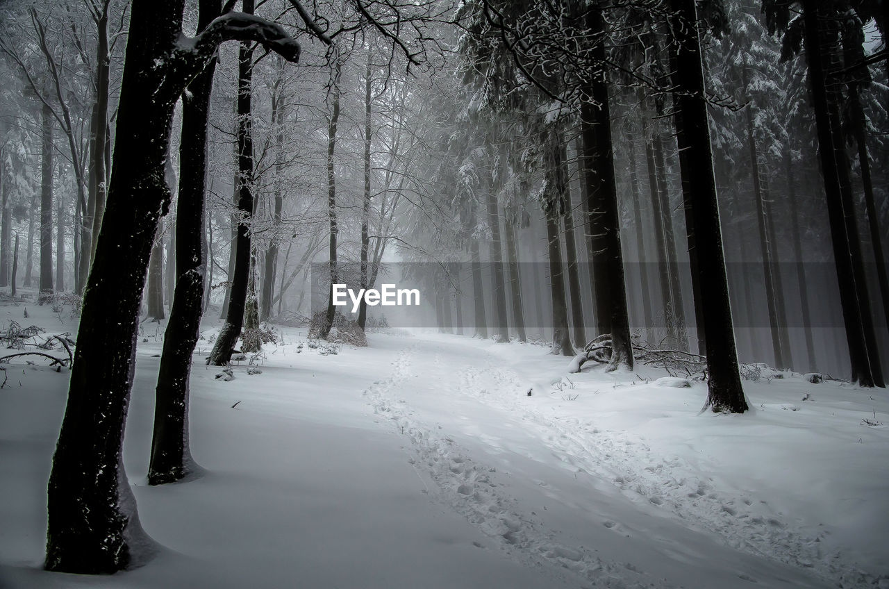 Snow covered trees in forest