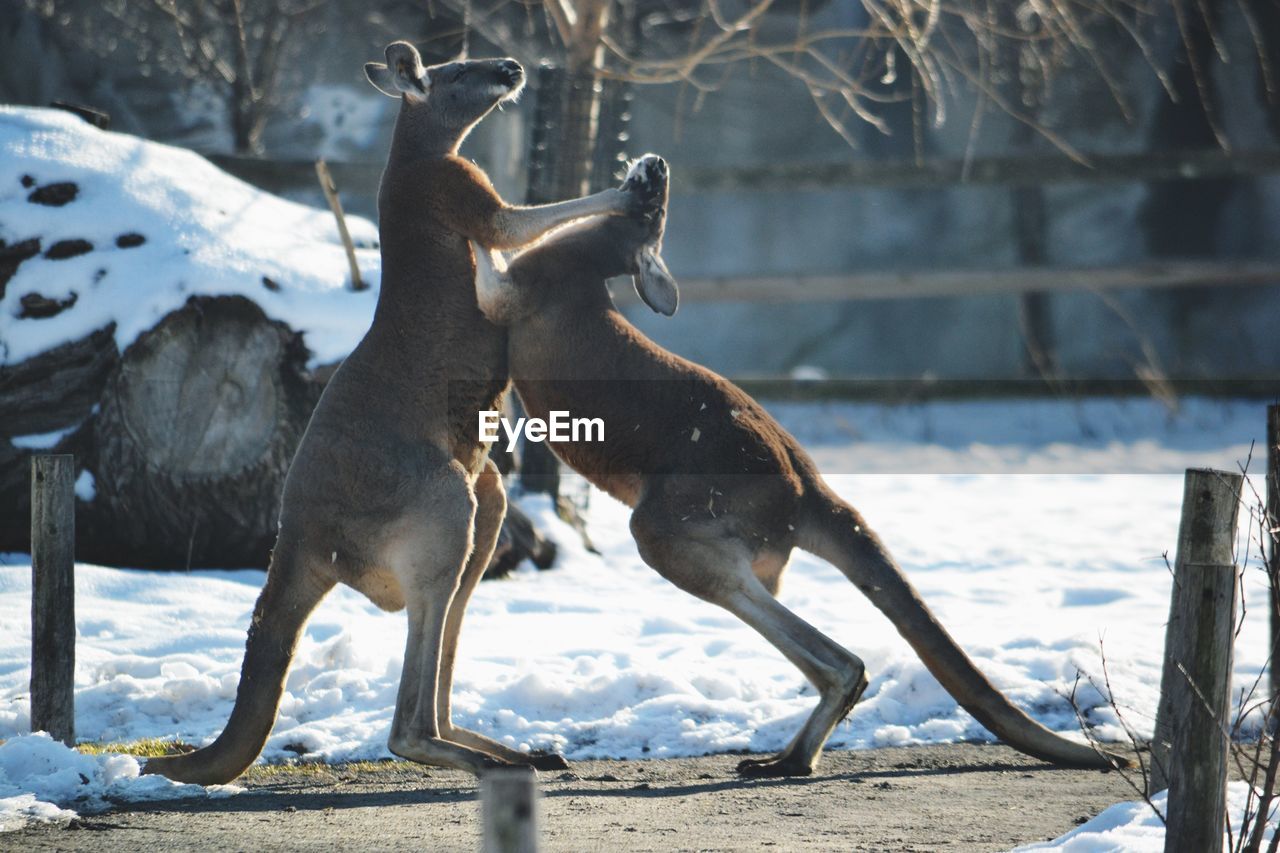 Kangaroos fighting by snowy field during sunny day