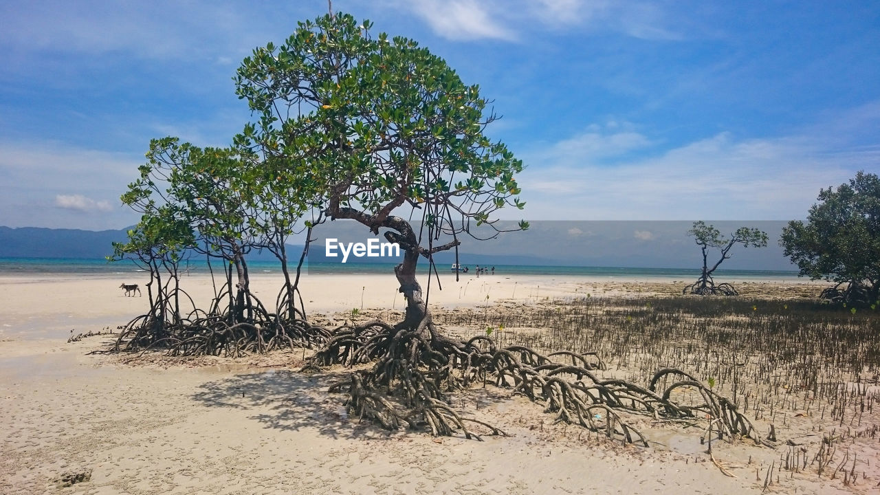 Tree on beach against sky