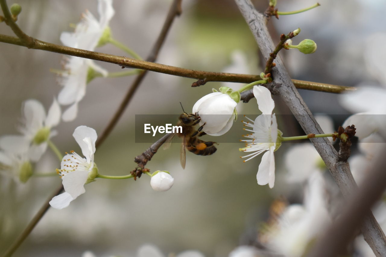 CLOSE-UP OF BEE POLLINATING FLOWER
