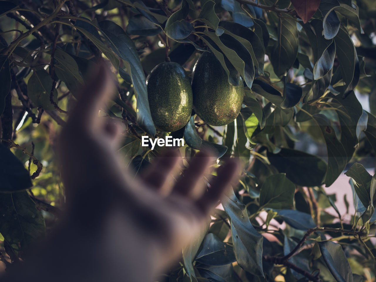 CLOSE-UP OF FRUITS ON TREE