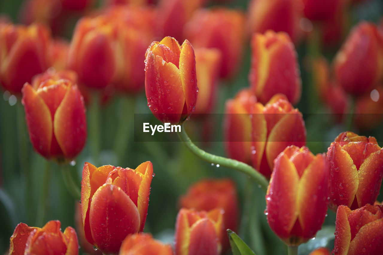 Close-up of red flowering plant