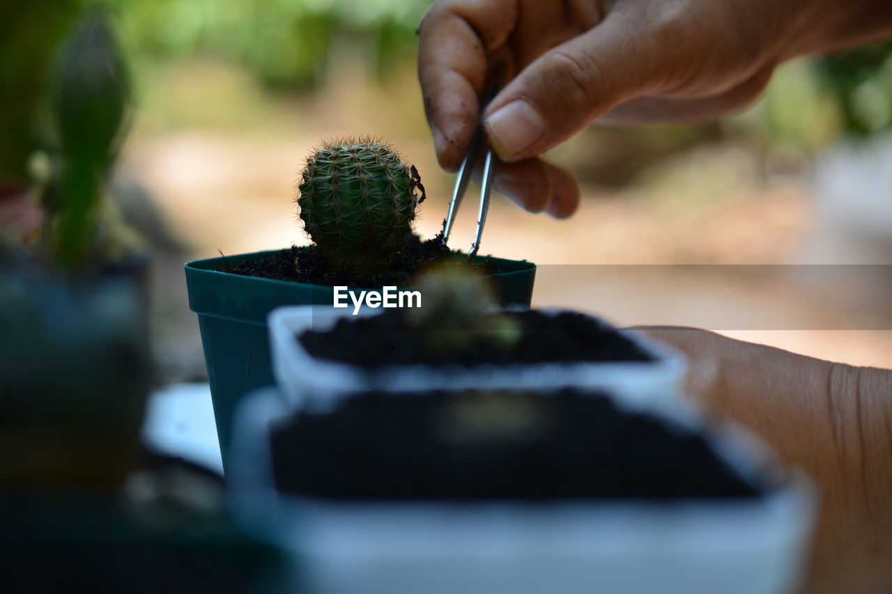 Cropped hand of person holding cactus