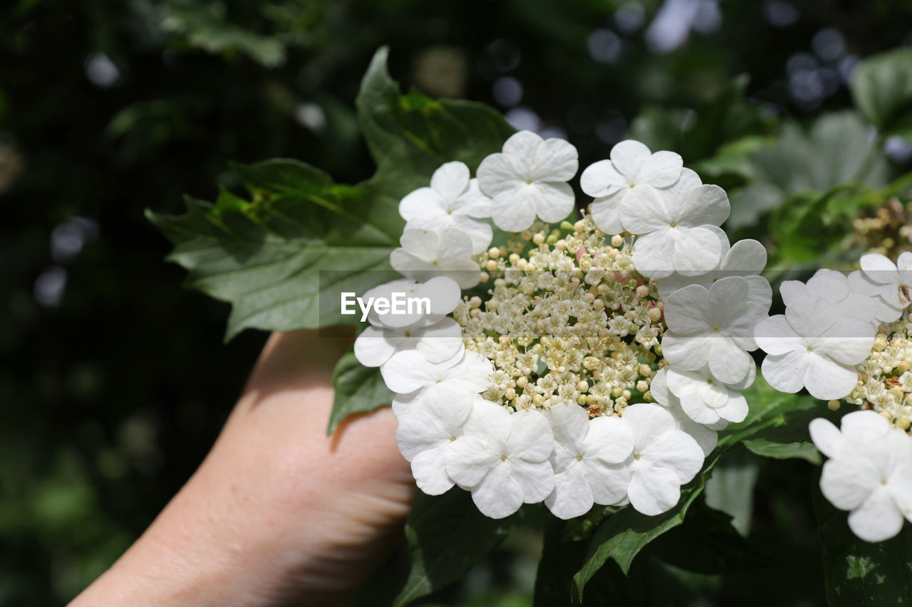 flower, plant, flowering plant, hand, nature, freshness, holding, beauty in nature, close-up, one person, white, blossom, fragility, flower head, focus on foreground, growth, outdoors, petal, day, bouquet, adult, inflorescence, green, lifestyles, leaf, plant part, floristry, personal perspective