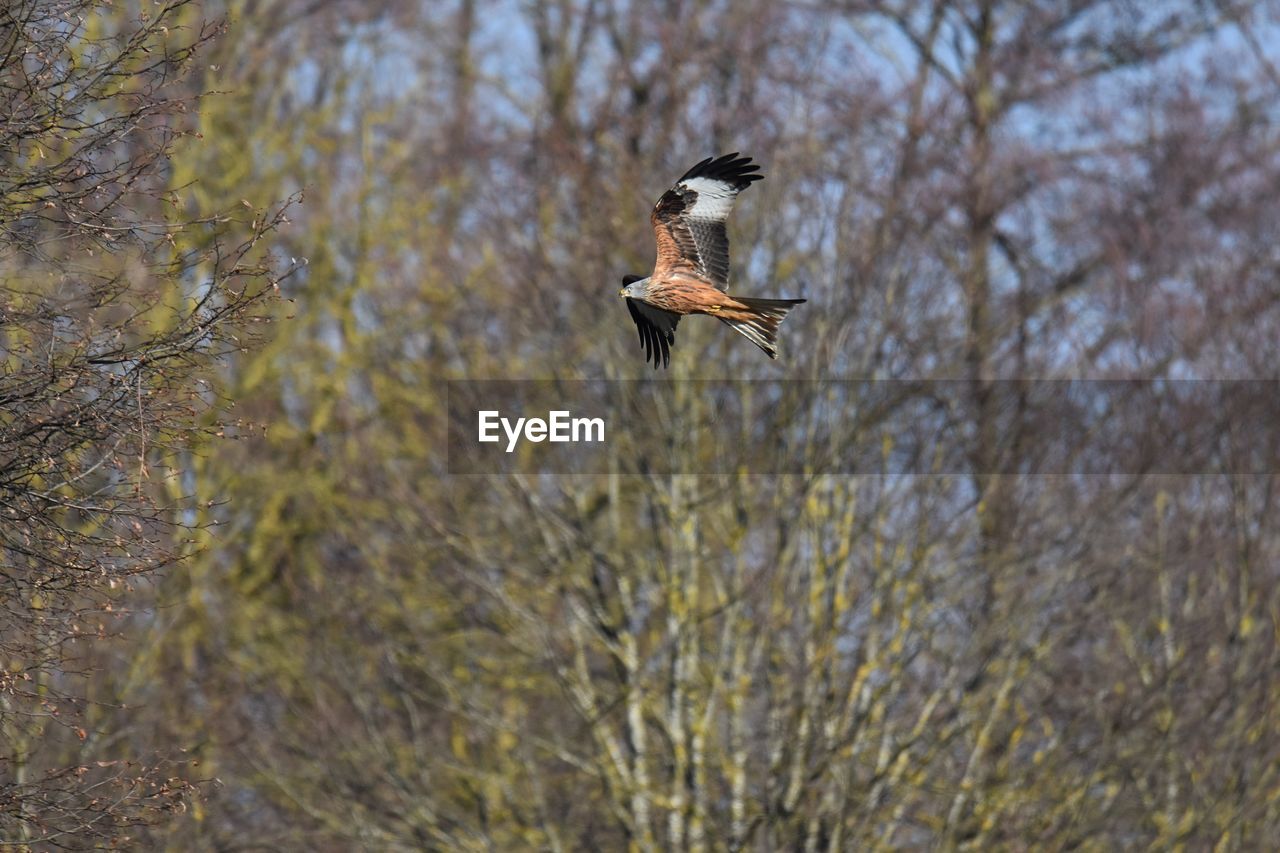 Low angle view of red kite flying