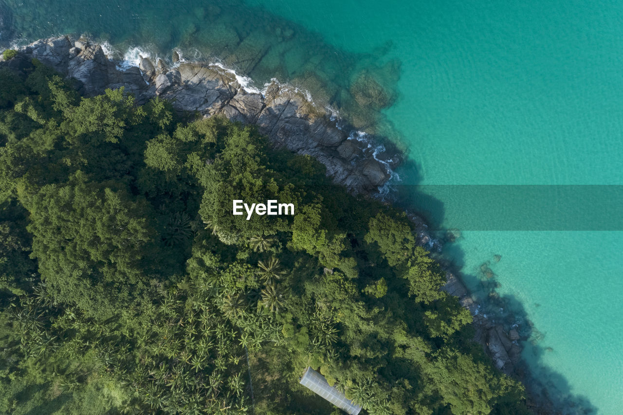 Aerial view of trees and sea