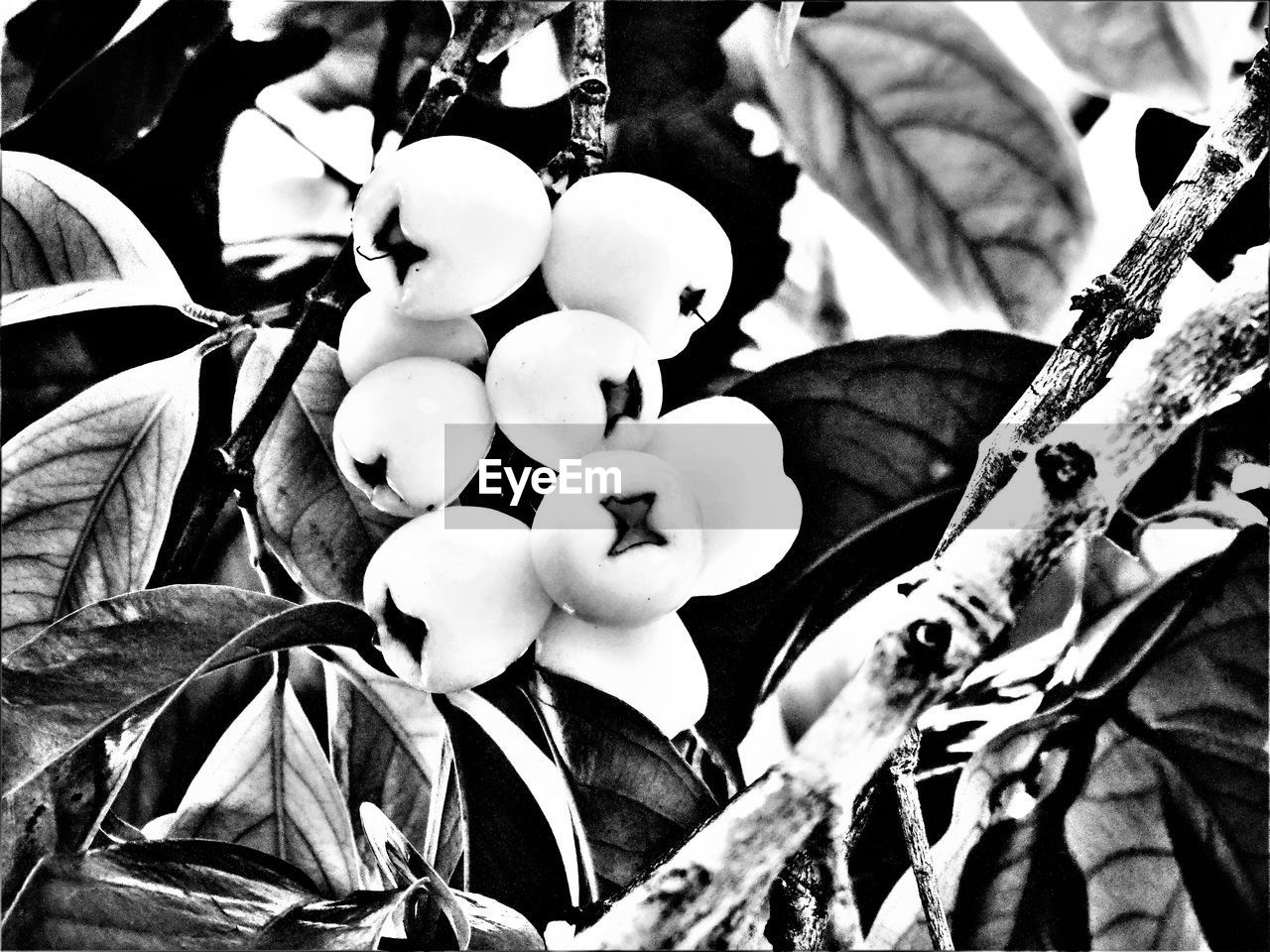 CLOSE-UP OF FLOWERS GROWING ON PLANT