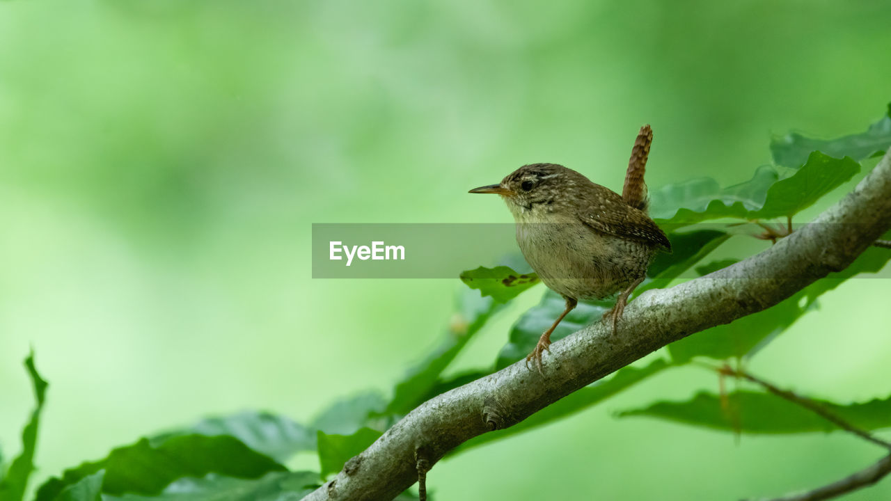 CLOSE-UP OF A BIRD PERCHING ON BRANCH