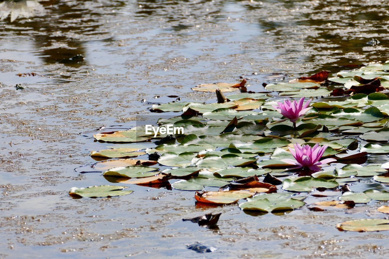 VIEW OF WATER LILIES ON LAKE