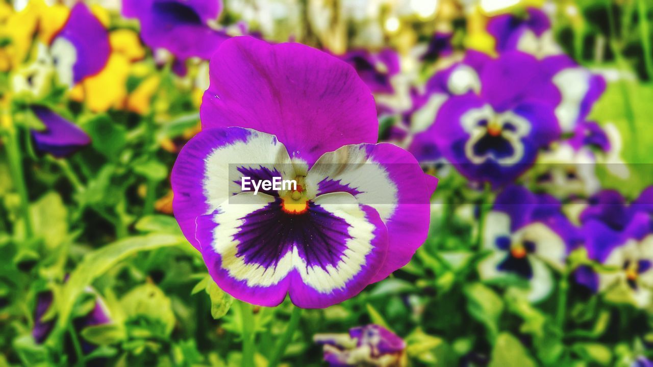 Close up of multi colored flower